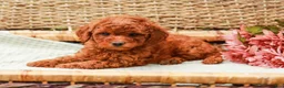 Miniature Labradoodle dogs for sale: Mango - Ad 4