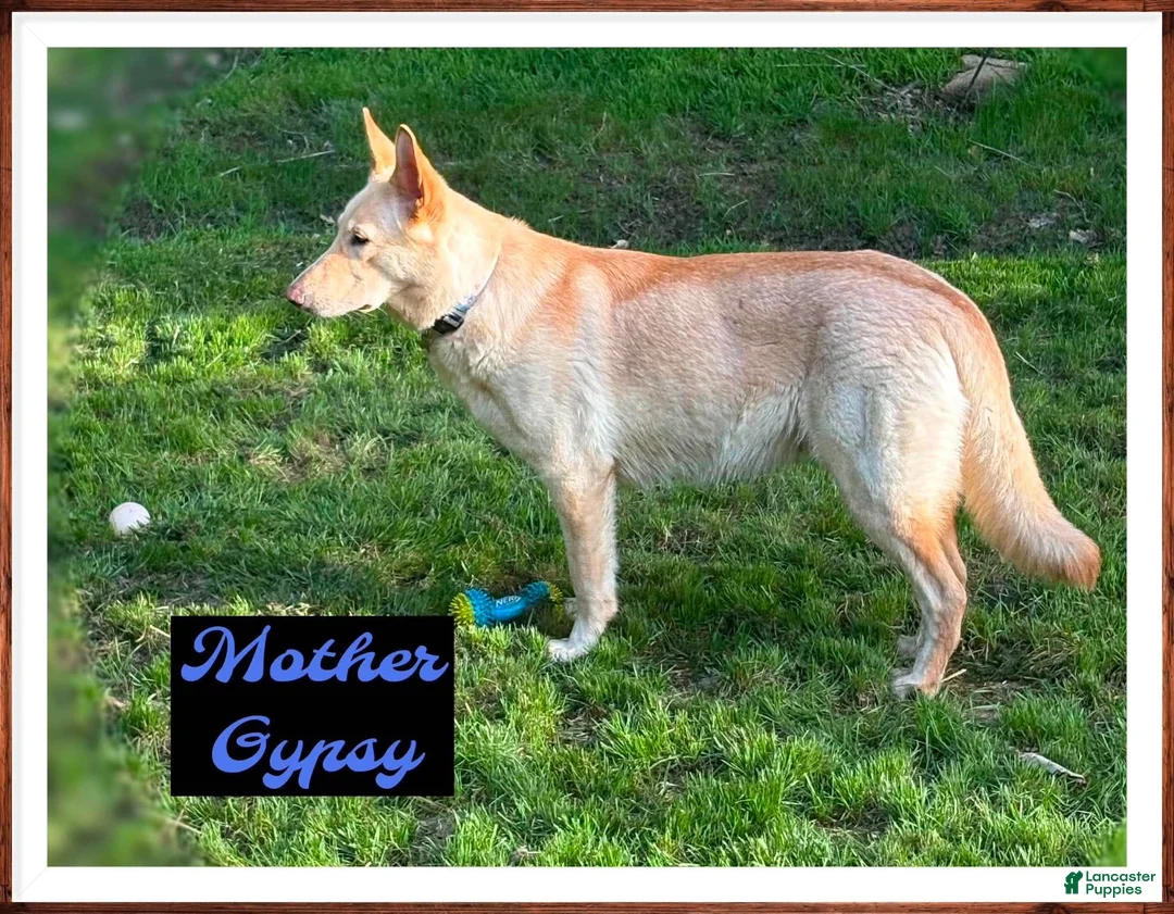 German Shepherd dogs for sale: German Shepherd 5 - Ad 2