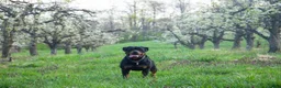 Rottweiler dogs for sale: Bing - Ad 5
