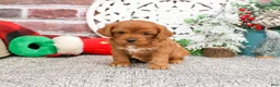 Cavapoo dogs for sale: Boone - Ad 10