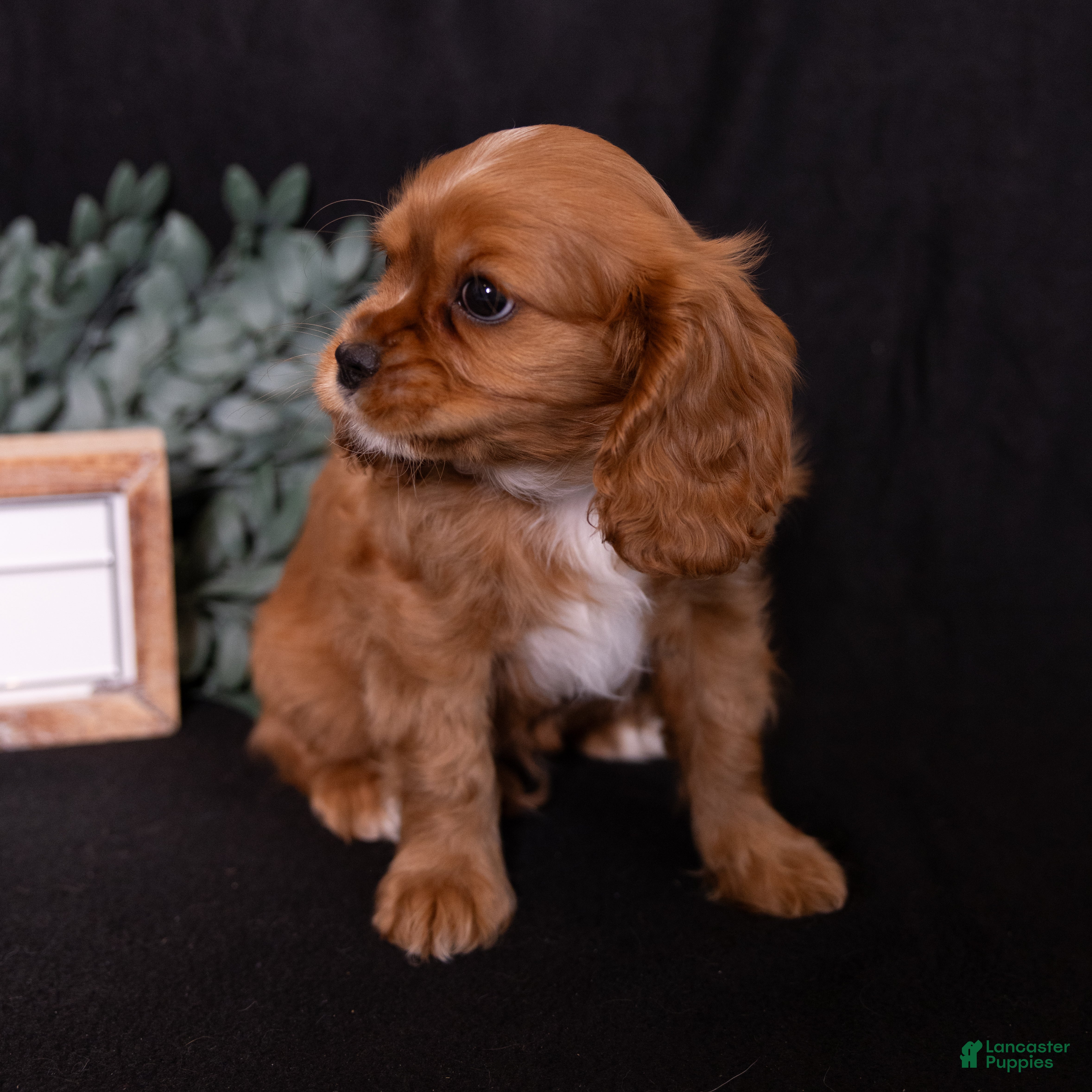 Cavalier King Charles Spaniel dogs Moses - Ad 2
