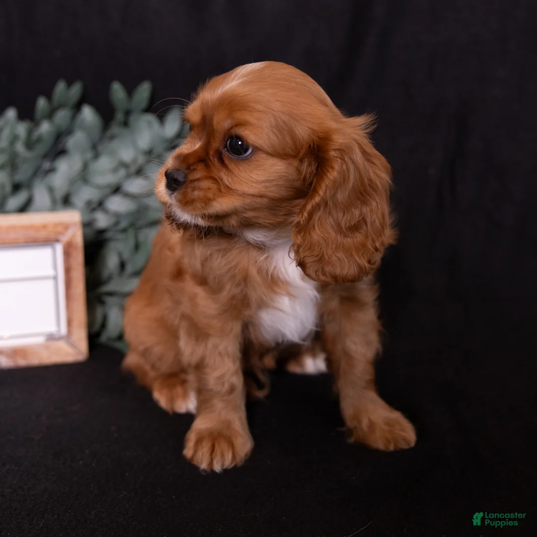 Cavalier King Charles Spaniel dogs for sale: Moses - Ad 2