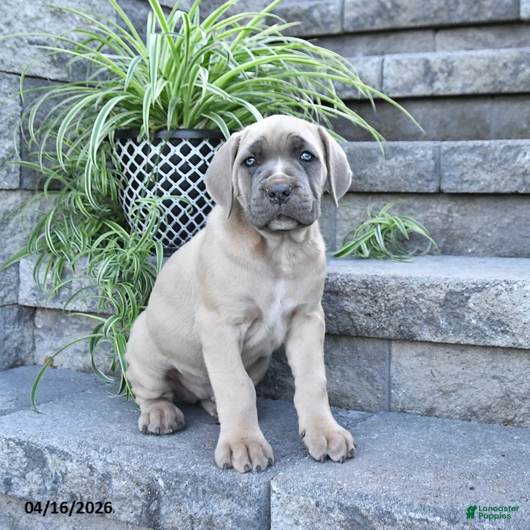 Cane Corso dogs for sale: Jasper - Ad 1