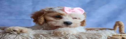 Cavachon dogs for sale: RACHEL - Ad 4