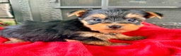 Yorkshire Terrier dogs for sale: Twinkles - Ad 2