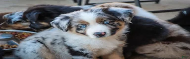 Australian Shepherd Puppy 1