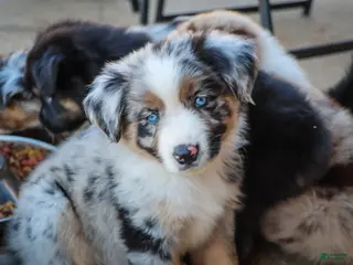 Australian Shepherd dogs Australian Shepherd Puppy 1 - Ad 13