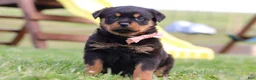 Rottweiler dogs for sale: Rita - Ad 3