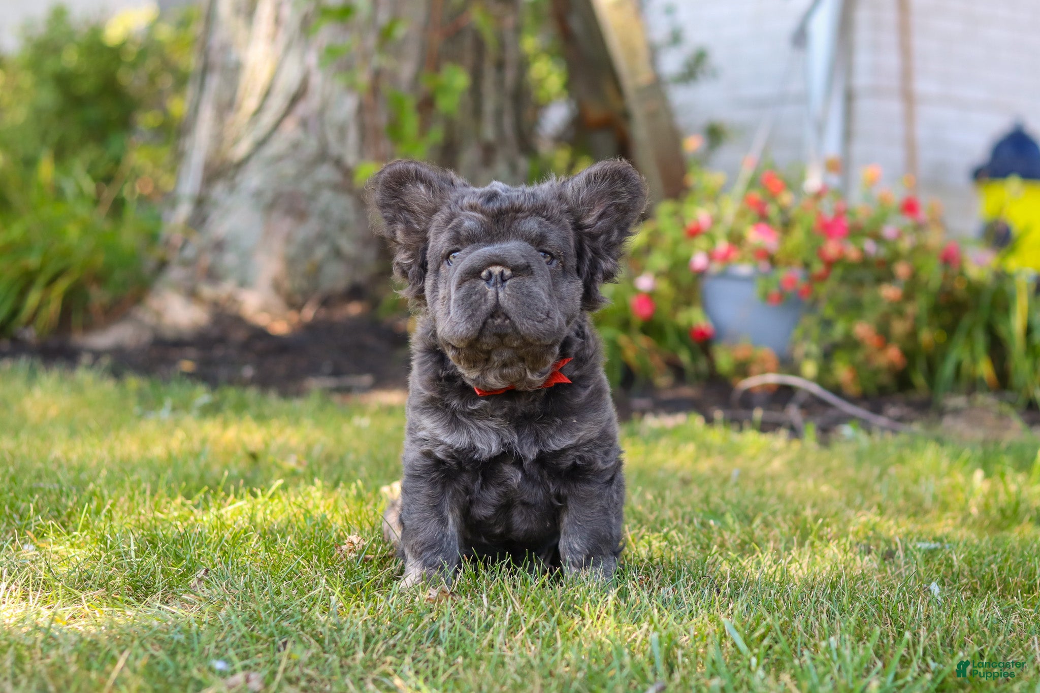 French Bulldog dogs Abe - Ad 1