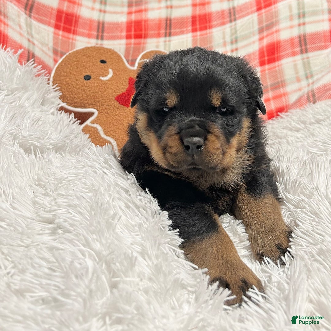 Rottweiler dogs for sale: Marshall - Ad 9