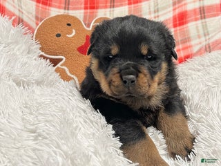 Rottweiler dogs Marshall - Ad 7