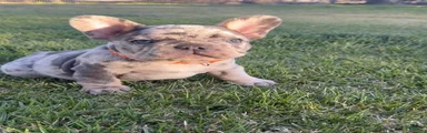 Ray