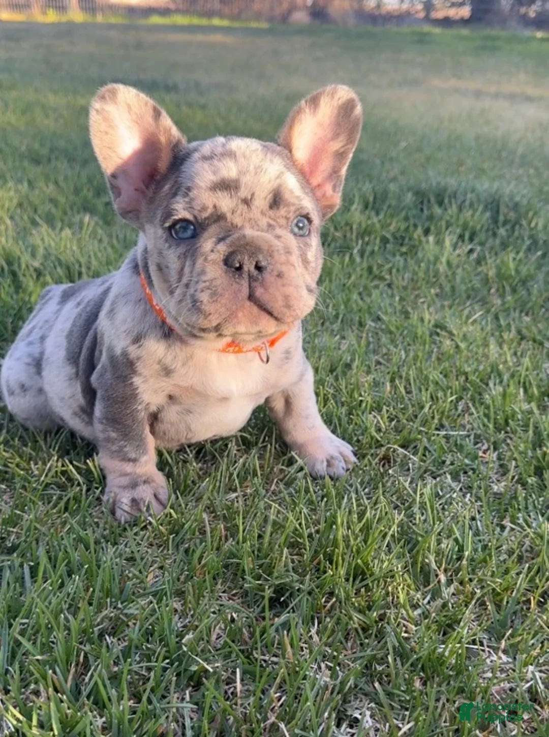 French Bulldog dogs for sale: Ray - Ad 1