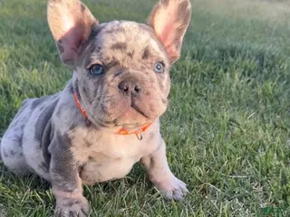 French Bulldog dogs for sale: Ray - Ad 4