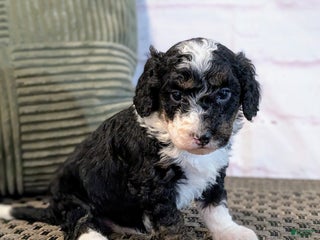 Mini Bernedoodle dogs Patrick - Ad 17