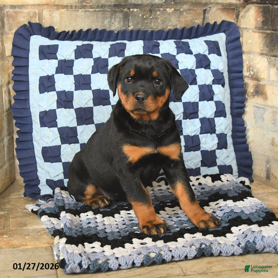 Rottweiler dogs Remy - Ad 14