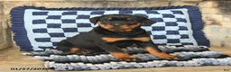Rottweiler dogs for sale: Remy - Ad 1