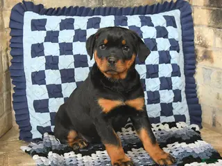 Rottweiler dogs Remy - Ad 14