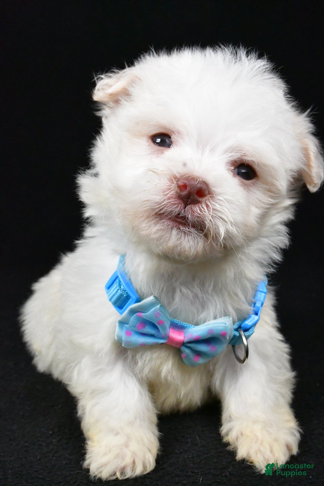 Havanese dogs for sale: Charles - Ad 7