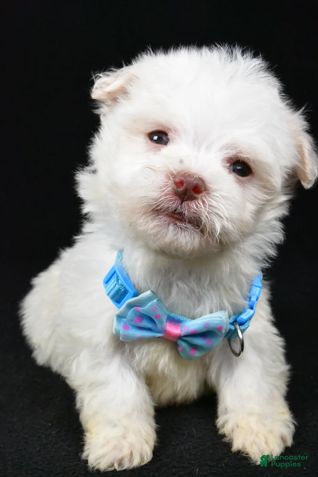 Havanese dogs for sale: Charles - Ad 7