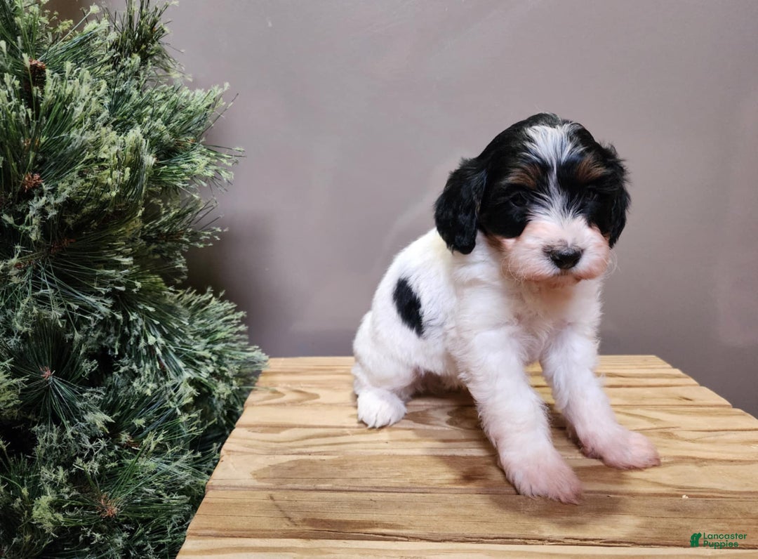Mini Bernedoodle dogs for sale: Vixon - Ad 16