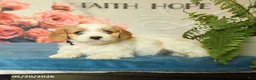 Cavapoo dogs for sale: Mandy - Ad 4