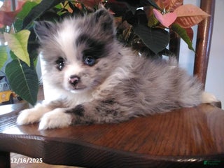 Pomeranian dogs Fletcher - Ad 12