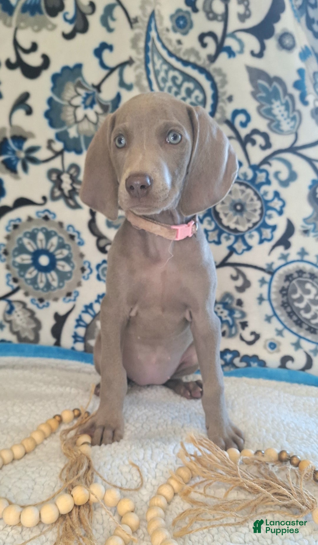 Weimaraner dogs for sale: Diamond - Ad 2