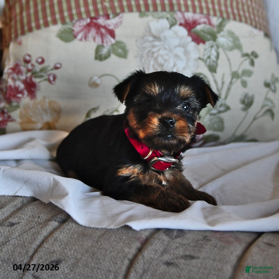 Yorkshire Terrier dogs for sale: Miney - Ad 4