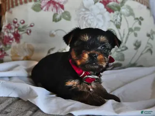 Yorkshire Terrier dogs for sale: Miney - Ad 4