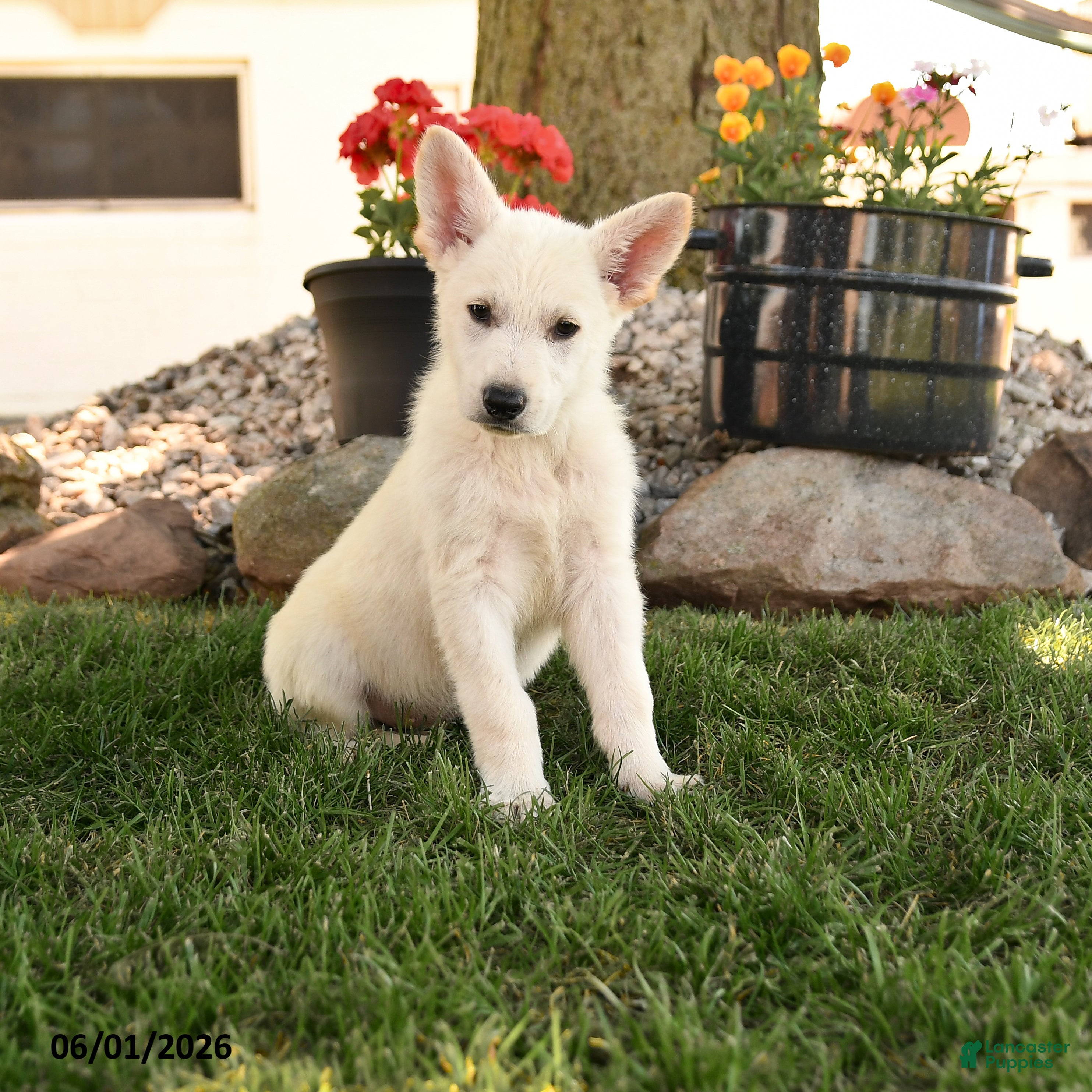German Shepherd dogs Fritz - Ad 1