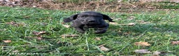 Great Dane dogs for sale: Tippy - Ad 2