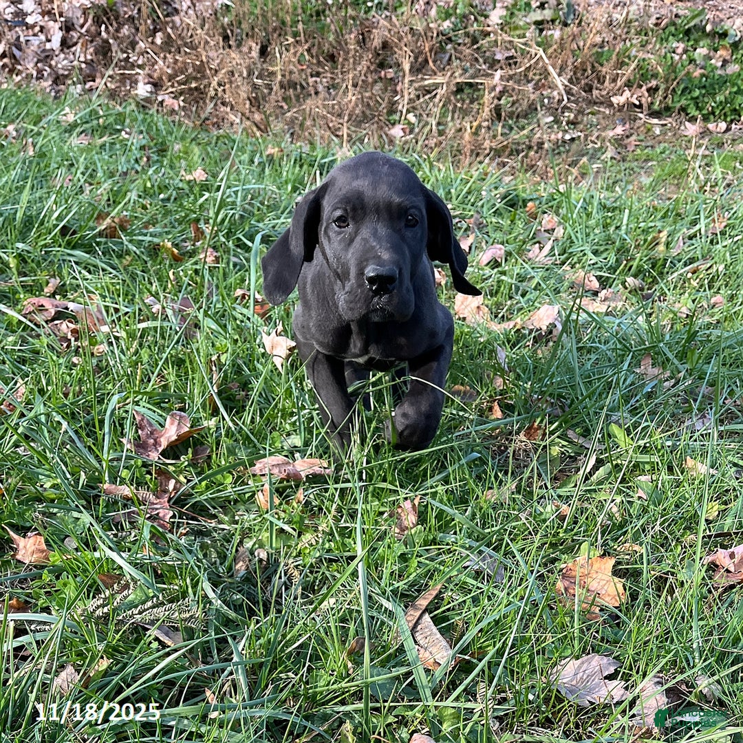Great Dane dogs for sale: Tippy - Ad 2