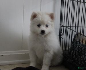 Pomsky dogs Cream Puff - Ad 11