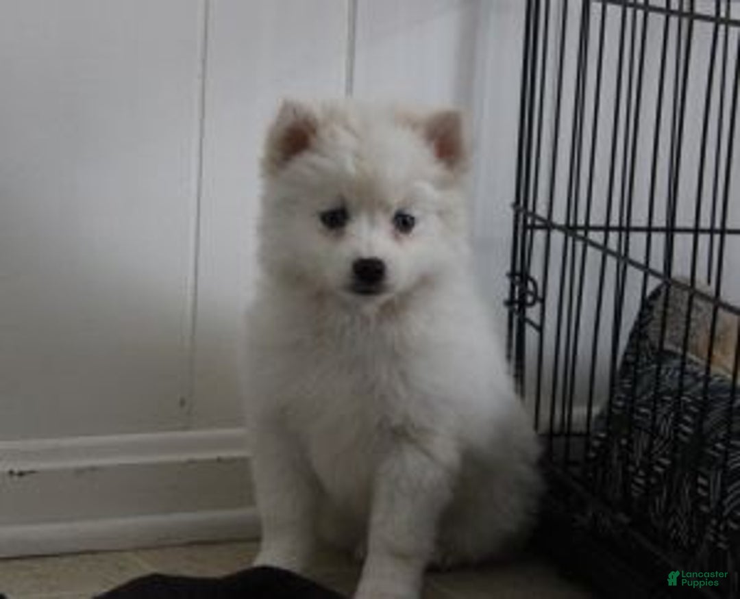 Pomsky dogs for sale: Cream Puff - Ad 1