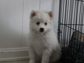 Pomsky dogs Cream Puff - Ad 11