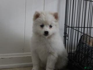 Pomsky dogs Cream Puff - Ad 6