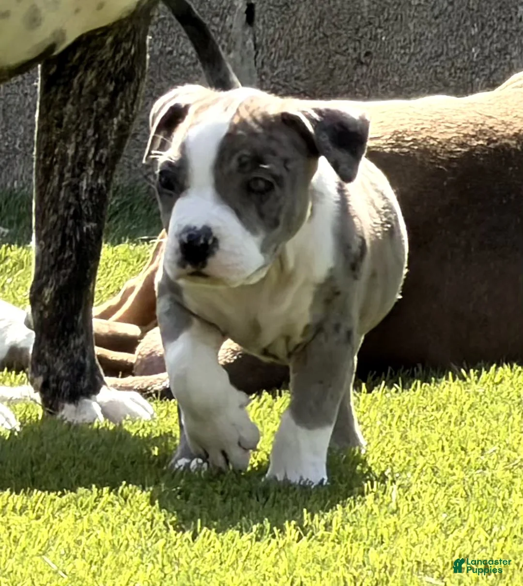 American Bully dogs for sale: DENZEL WASHINGTON - Ad 4