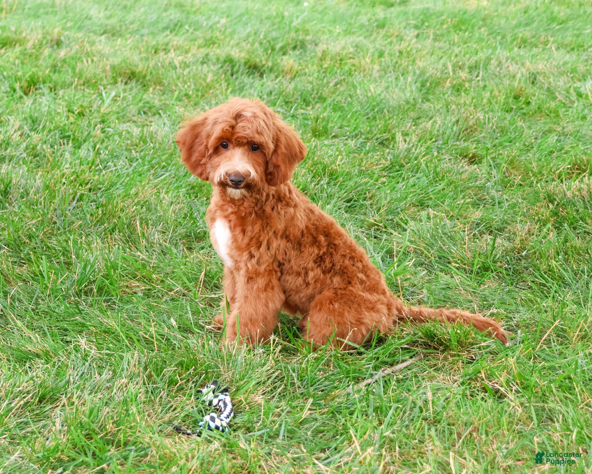 Cavapoo dogs Illius - Ad 1