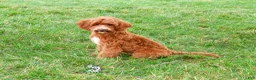 Cavapoo dogs for sale: Illius - Ad 1