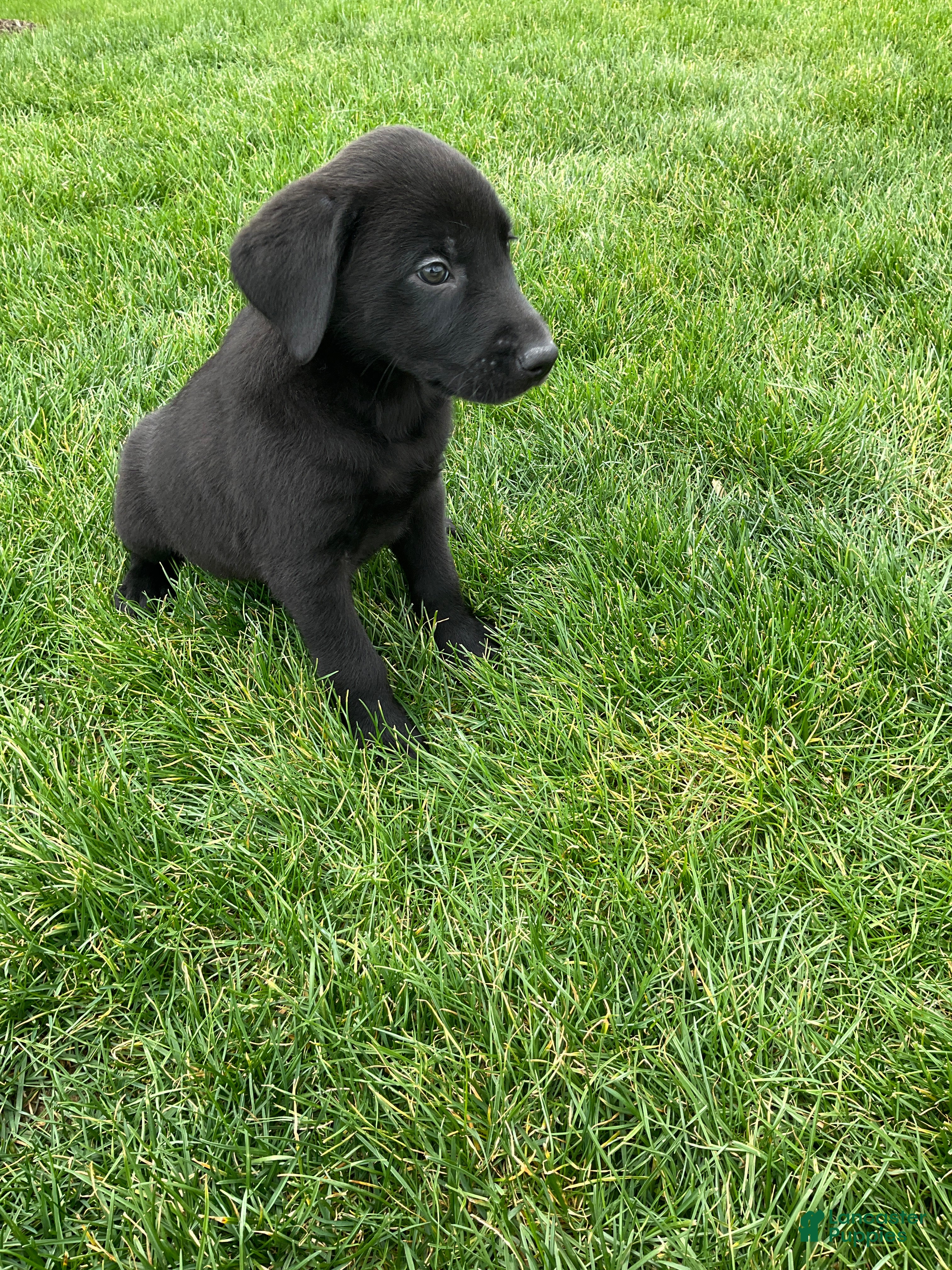 Labrador Retriever dogs George - Ad 2