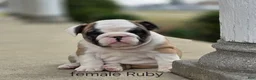 English Bulldog dogs for sale: English Bulldog Puppy 4 - Ad 10