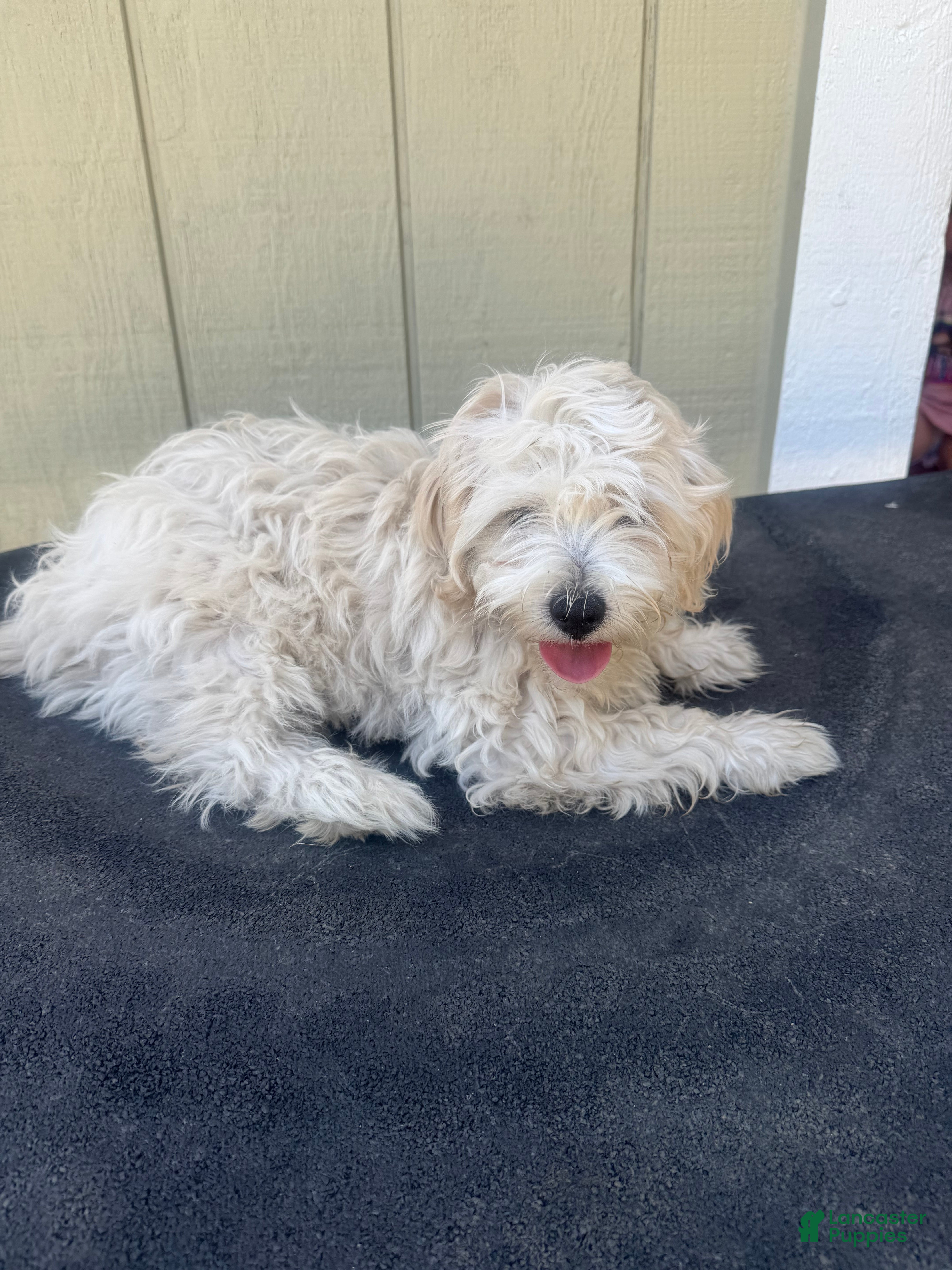 Maltipoo dogs Maltipoo 1 - Ad 10
