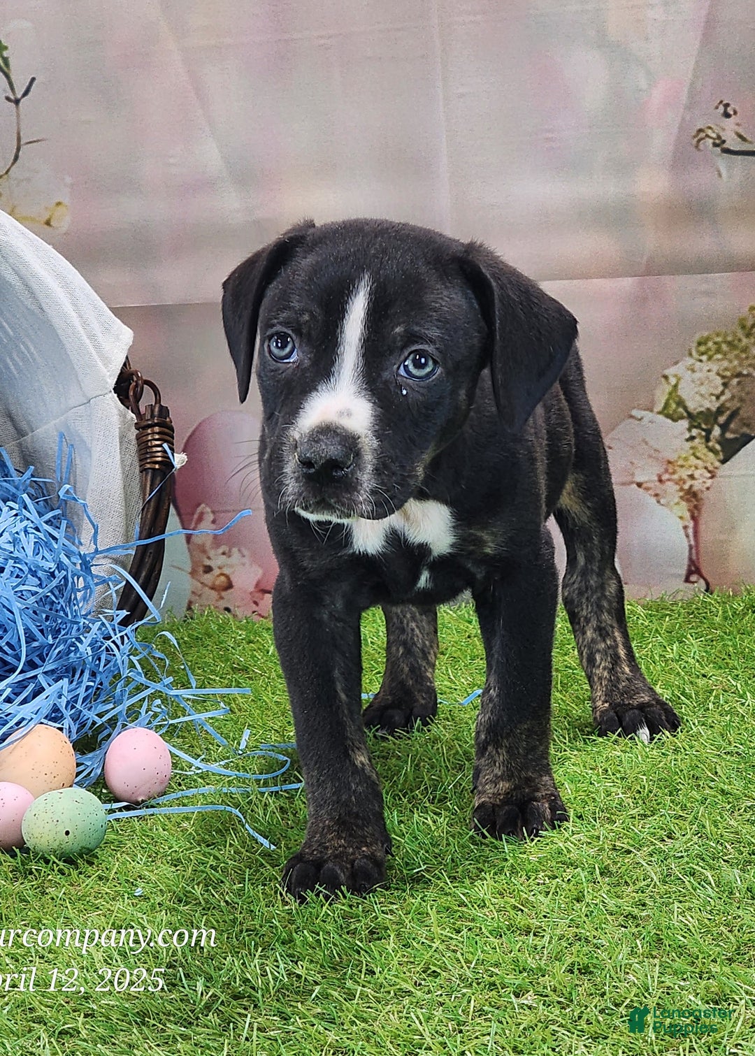 Catahoula Leopard Dog dogs for sale: Juliet 2025 Male 4 - Ad 1