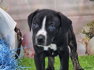 Catahoula Leopard Dog dogs Juliet 2025 Male 4 - Ad 35