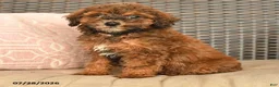 Miniature Poodle dogs for sale: Nelson - Ad 4