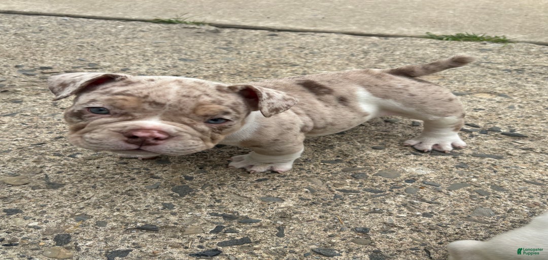 Gallery Image {{count}}