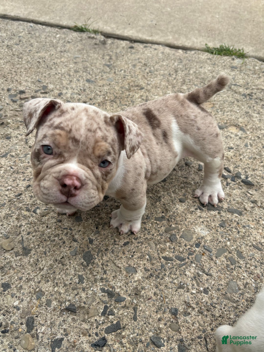 Gallery Image {{count}}