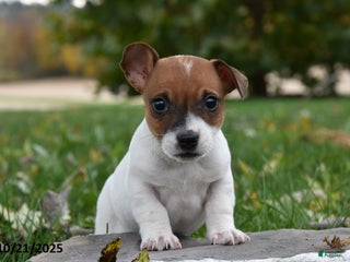 Jack Russell Terrier dogs - Ad 35