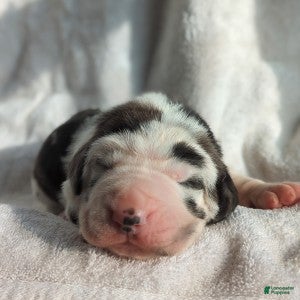 Great Dane dogs Aspen - Ad 2